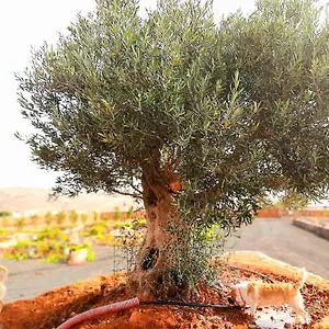 https://agriturismo-el-bounty.hotelsfuerteventura.org